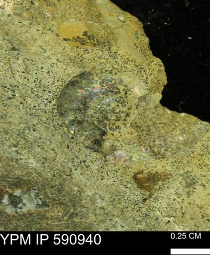 Ammonoidea