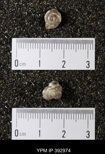 Scaphites sp.
