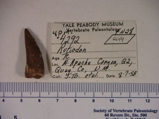 Parasuchidae