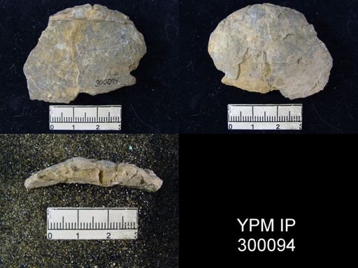 Orthotetina sp.
