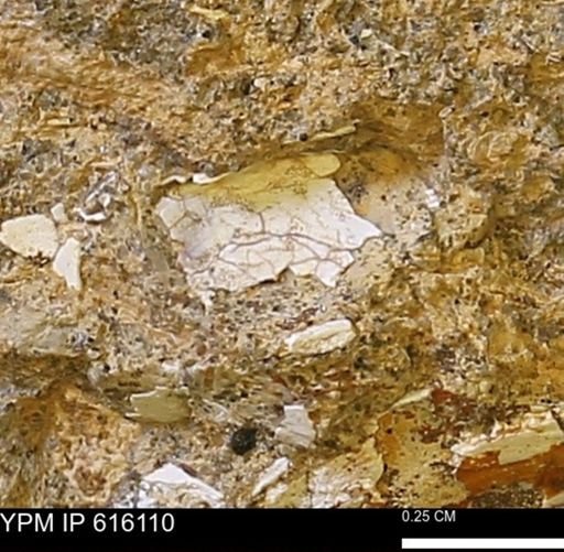 undet. Bivalvia