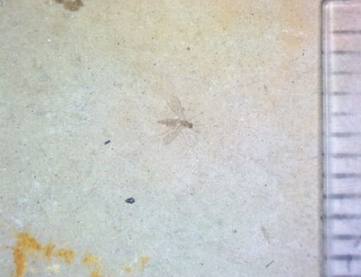 undet. Diptera