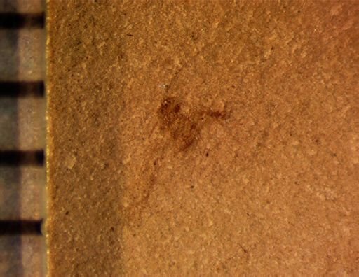 Hemiptera?