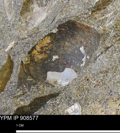 undet. Bivalvia