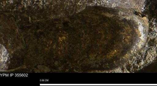 undet. Scaphitidae