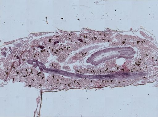 Insecta