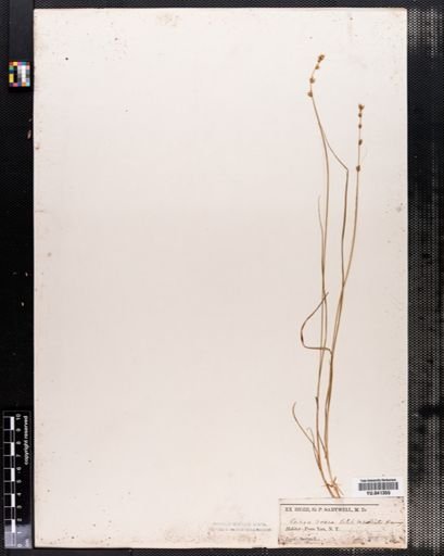 Carex radiata