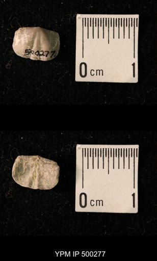 Mesolobus mesolobus decipiens
