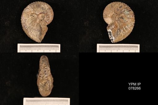 Hoploscaphites comprimus
