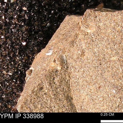 undet. Mollusca