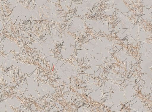 Petrosia?