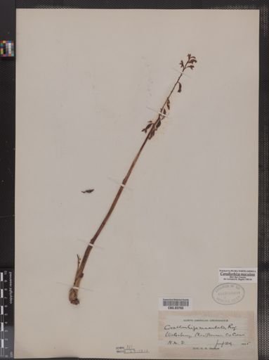 Corallorhiza maculata