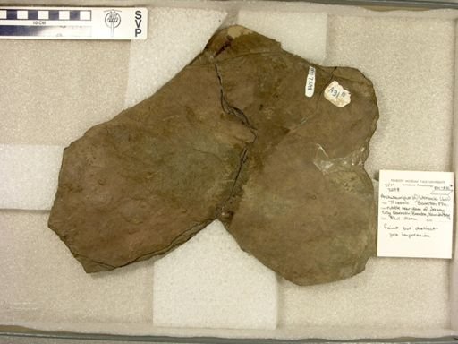 Anchisauripus cf. hitchcocki