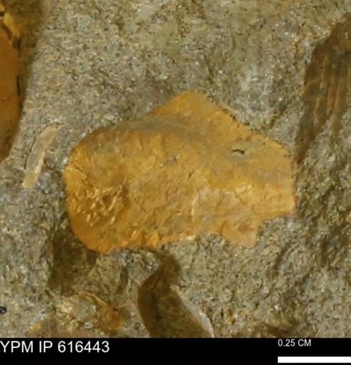 Protocardia subquadrata