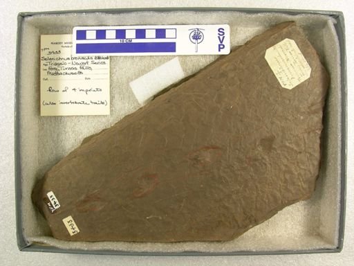 Selenichnus breviusculus