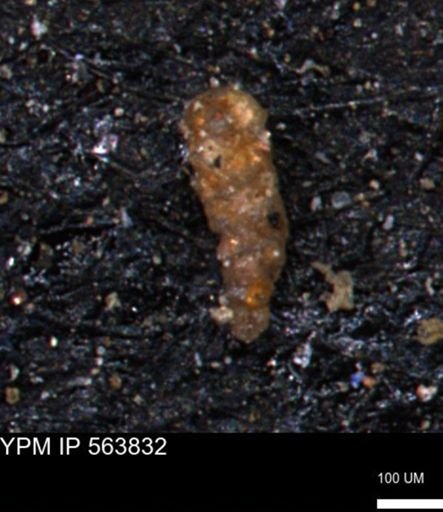 Verneuilinoides kansasensis