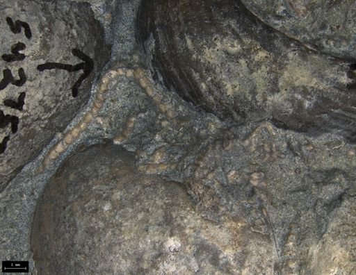 Aplocoma damesii