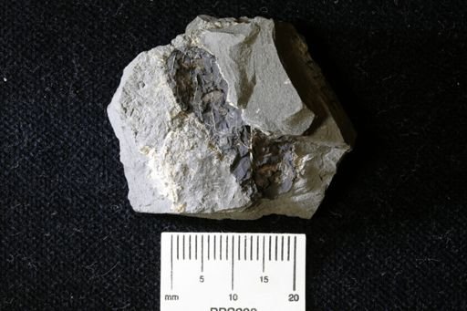 Coleoidea