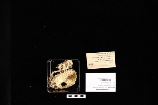 Chilomycterus schoepfi