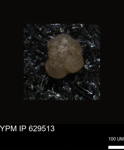 undet. Foraminiferida