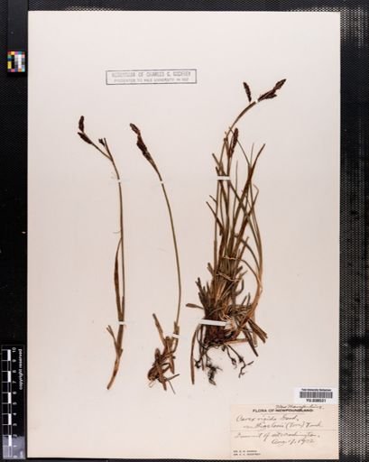 Carex bigelowii