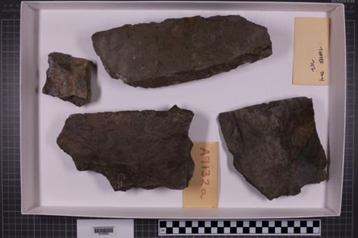 mixed taxa, stratigraphic collection