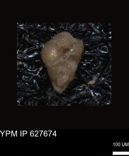 undet. Foraminiferida