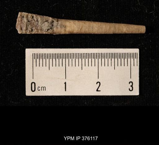 Pseudorthoceras knoxense