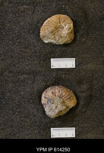 Jeletzkytes nebrascensis