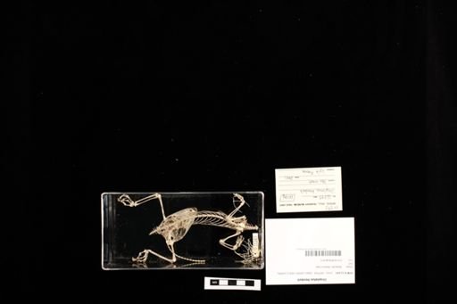 Uroplatus henkeli