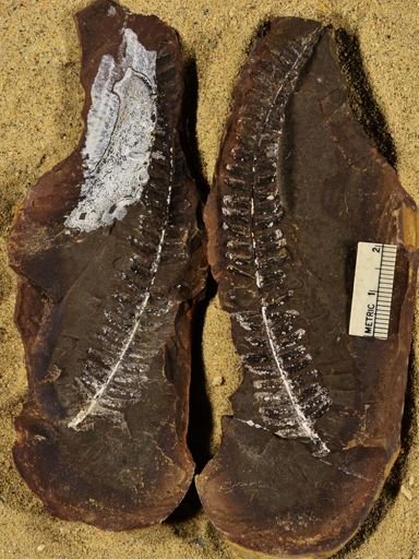 Pecopteris