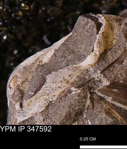 undet. Bivalvia