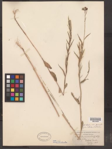Brassica kaber var. pinnatifida