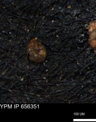 Ammobaculoides whitneyi