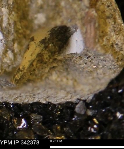 undet. Mollusca
