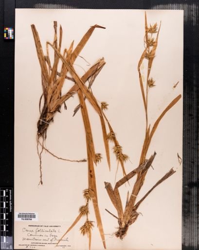 Carex folliculata
