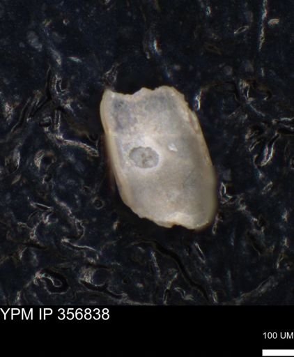 undet. Ostracoda