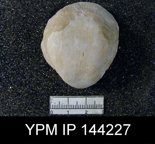 Linoproductus lineatus