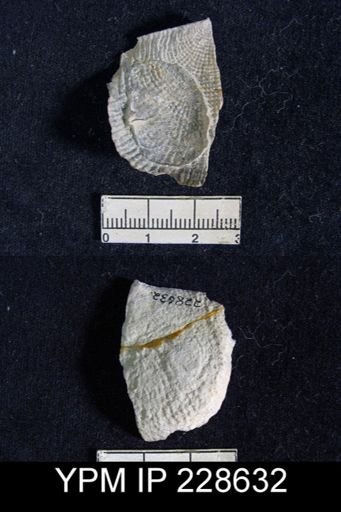 Dictyoclostus sp.