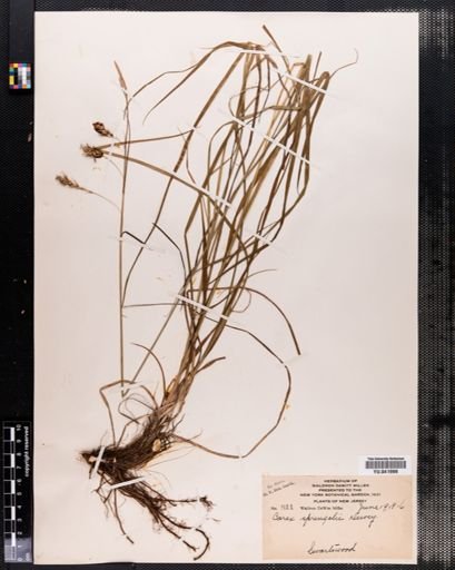 Carex sprengelii