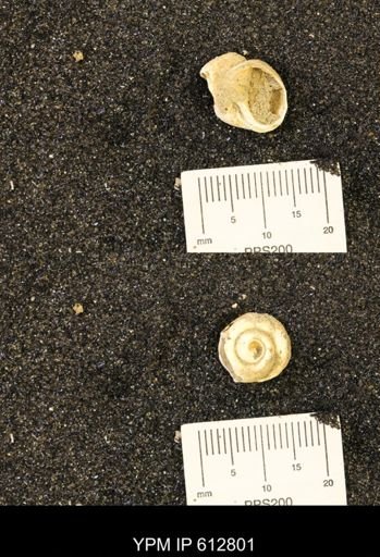 Vanikoropsis sp.
