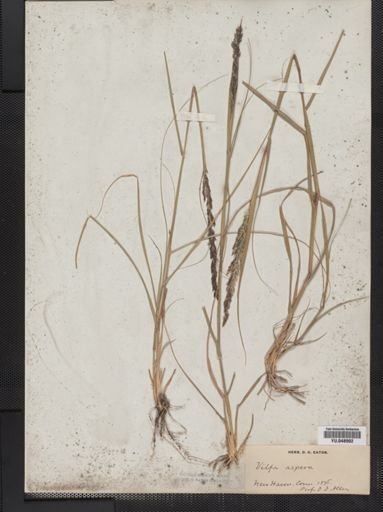 Sporobolus asper