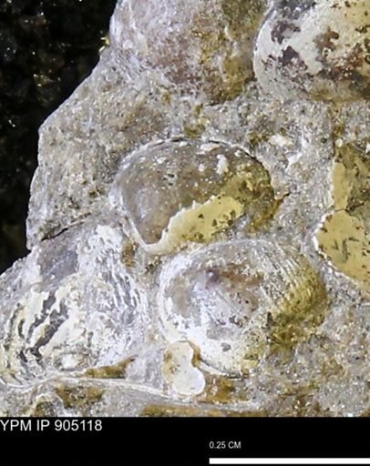 Corbulamella sp.