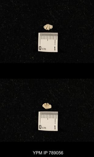undet. Brachiopoda