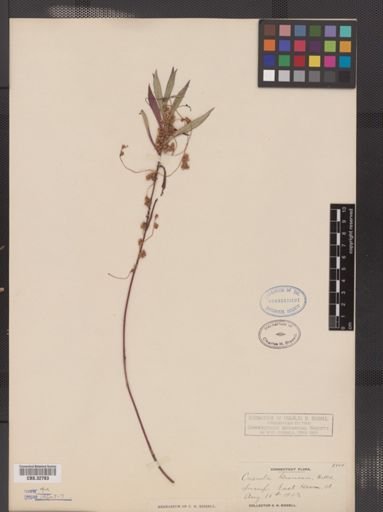Cuscuta gronovii