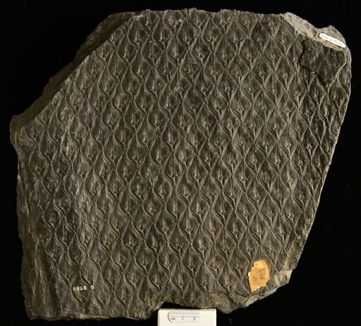 Lepidodendron vestitum