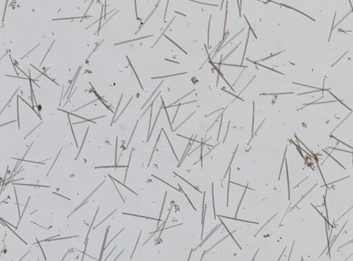 Suberites compactus