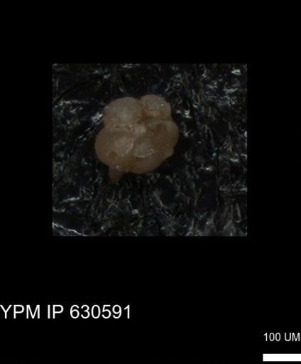 undet. Foraminiferida