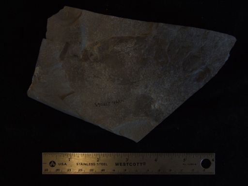Ceratiocaris sp.