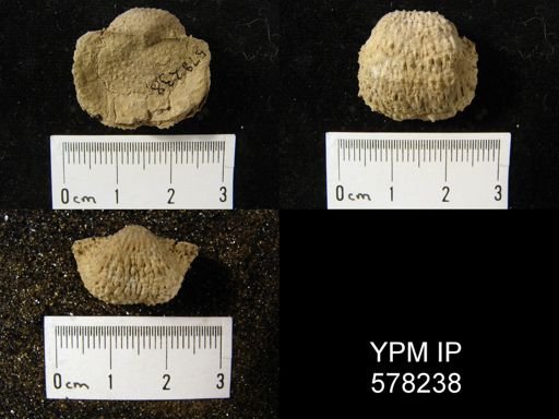 Pustula nebrascensis